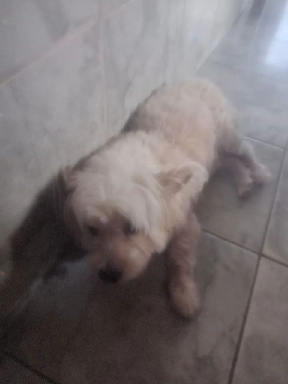 Cachorros, 02 de outubro e 430 ainda, baixo nao sabia do preco kkk - Foto 2
