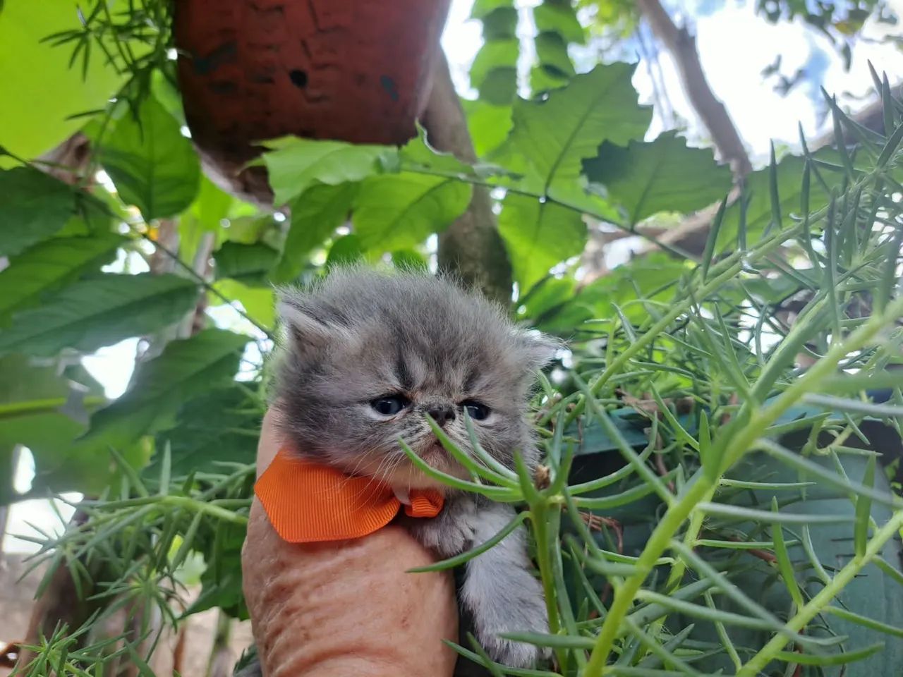 Gato persa cinza @elisandrapet - Foto 3