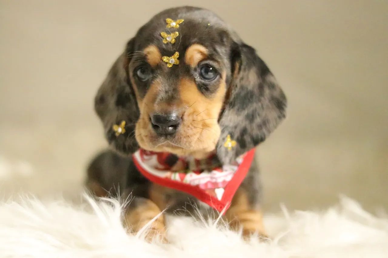 DACHSHUND PARCELAMOS  - Foto 2