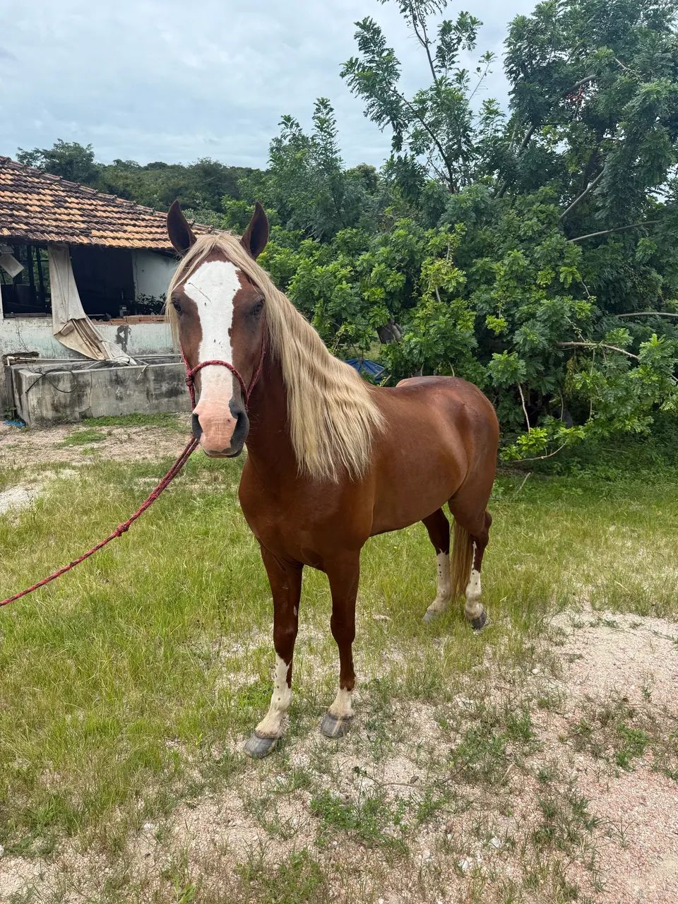 Cavalo manga larga alazão loiro  - Foto 5