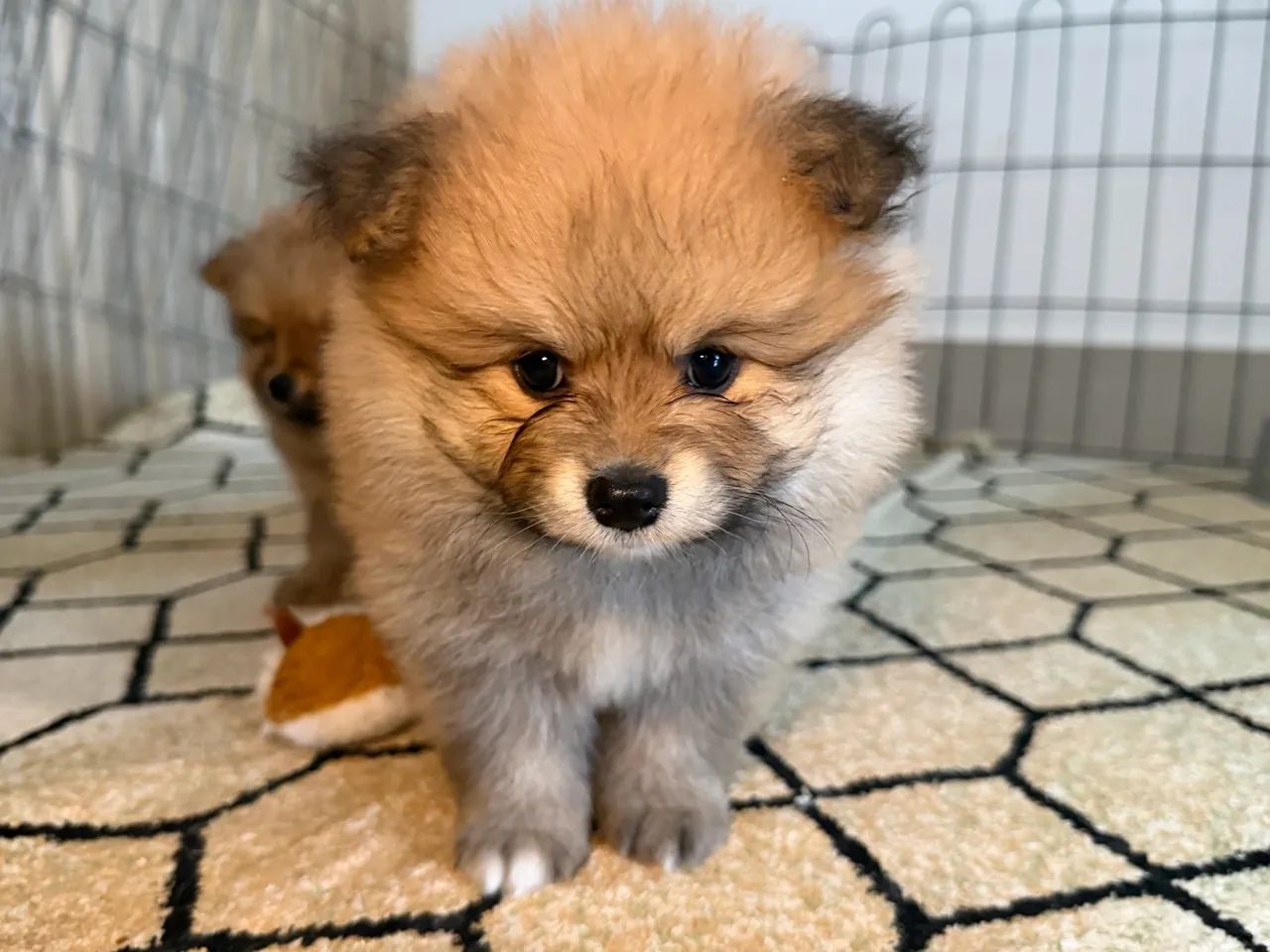 Filhote de Spitz puro, Macho