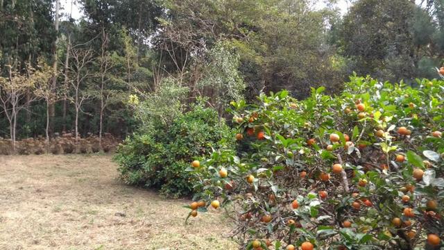 Chacara pedra preta - Foto 5
