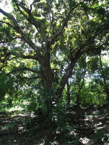 Vendo Fazenda em Ceará Mirim - Foto 17
