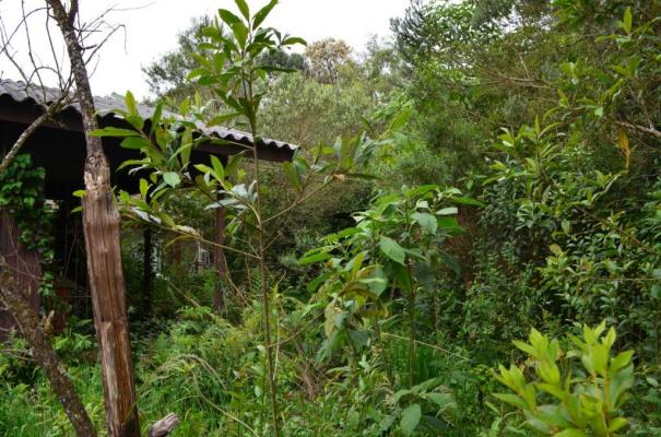Terreno à venda, 1049 m² por R$ 450.000,00 - Villágio - Gramado/RS - Foto 12