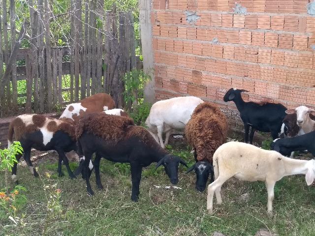 Carneiro - Foto 4