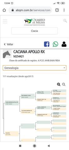 Potra QM registrada 1/2 - Foto 3