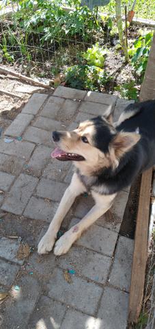 Adoção responsável - Foto 3