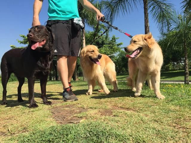 Passeadora de cães