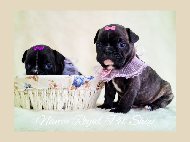 Bulldog francês fêmeas filhotes disponíveis no Namu Royal - fotos reais 
