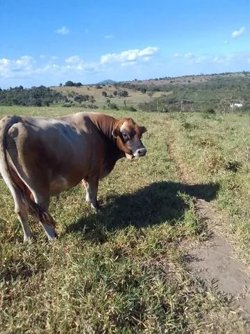 Touro Gigante Jersey Reprodutor PO - Foto 2