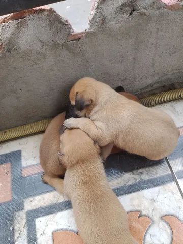 Cães para adoção 