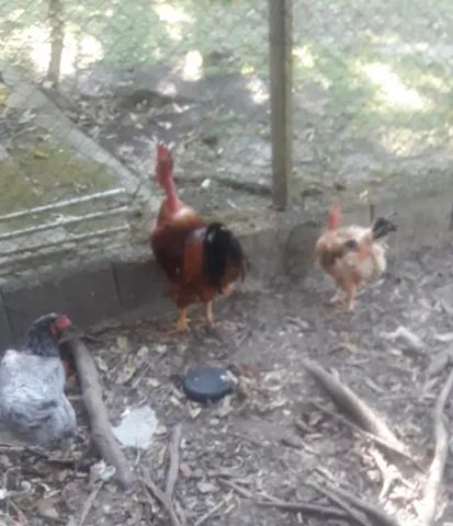 3 galinhas botando da raça pescoço pelado e 1 galo pescoço pelado