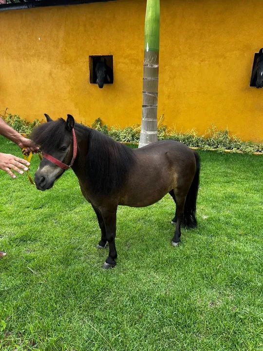 Mini pônei manso + Charrete  - Foto 5