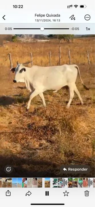 Vende Vacas Nelore  - Foto 2