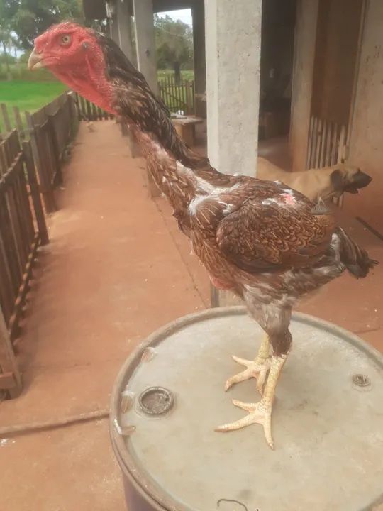 Indio gigante  raça pura