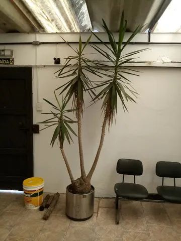 Palmeiras Yucca natural adulta