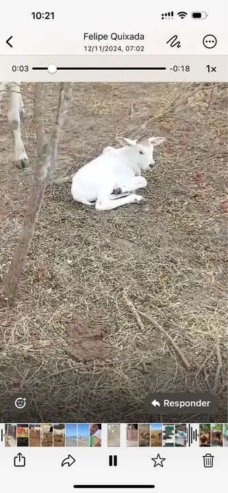 Vende Vacas Nelore  - Foto 5