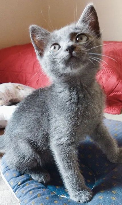 Azul Russo Hipoalergênico filhote  - Foto 6