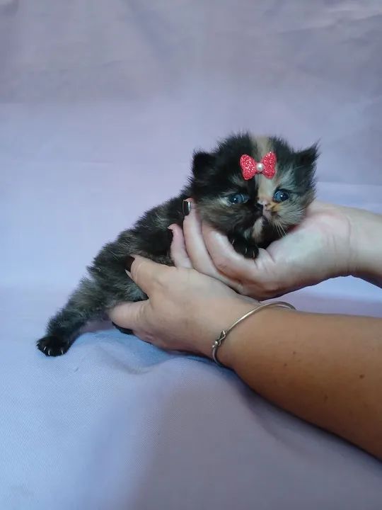 Fêmeas persas e exoticas - Foto 3