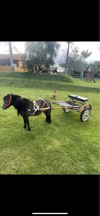 Mini pônei manso + Charrete  - Foto 2