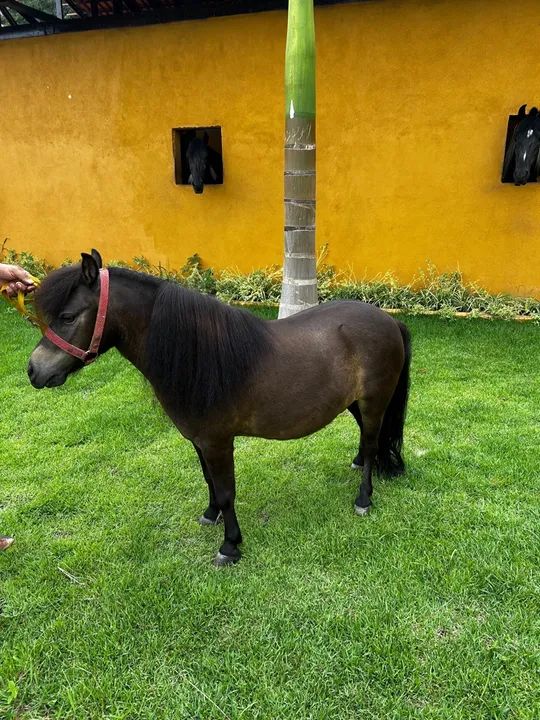 Mini pônei manso + Charrete  - Foto 4