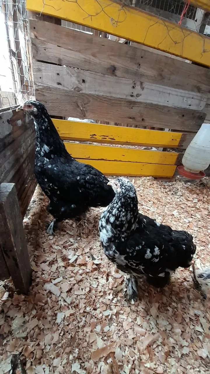 Lindas galinhas ornamentais brahma motled