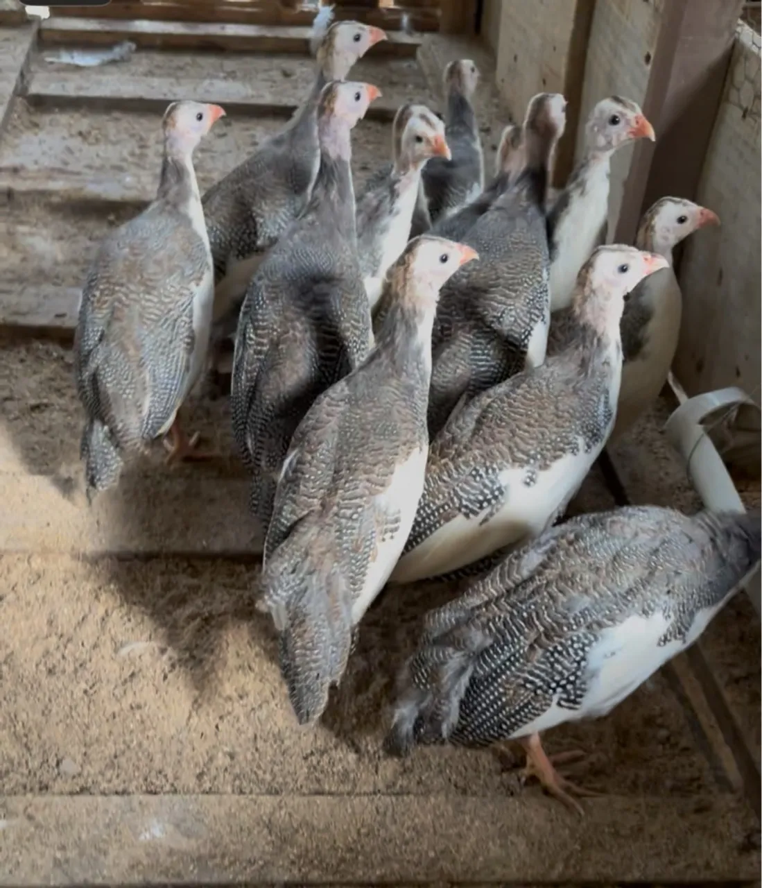 Angolas pampa