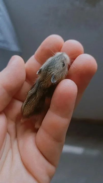 Hamster filhotes  - Foto 5