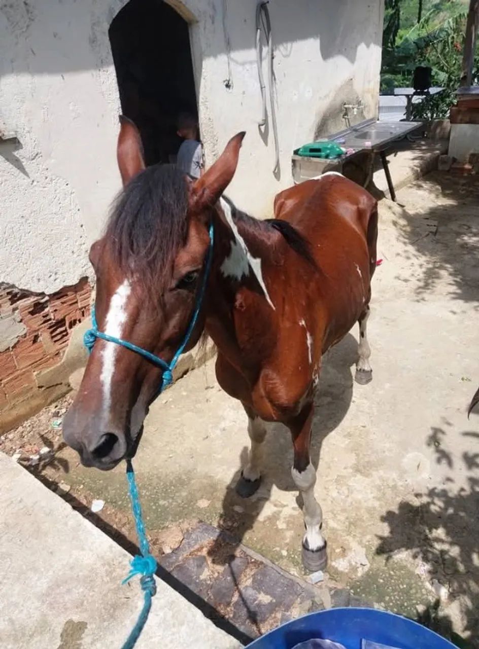 Cavalo pampa - Foto 2