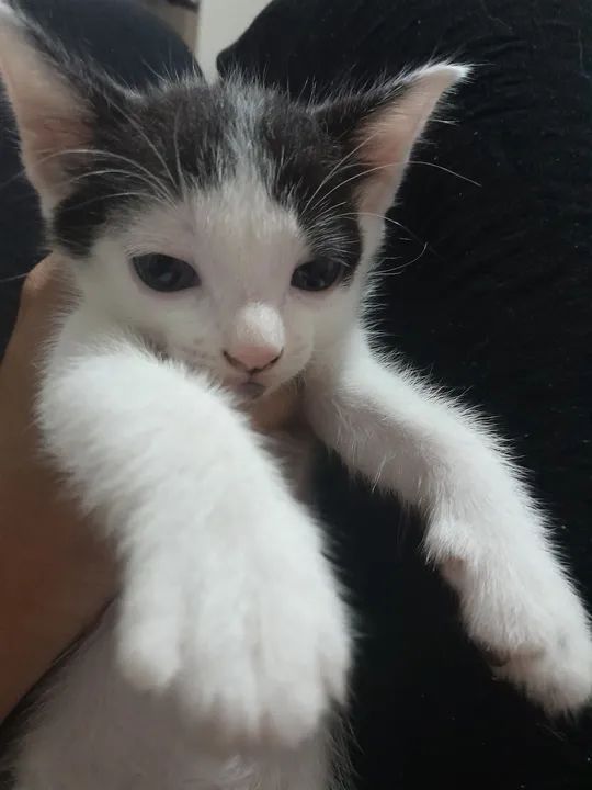 adoção de gato - Foto 3