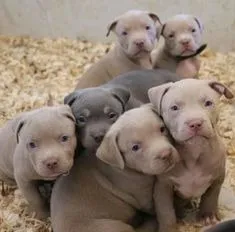 American Bully apaixonantes