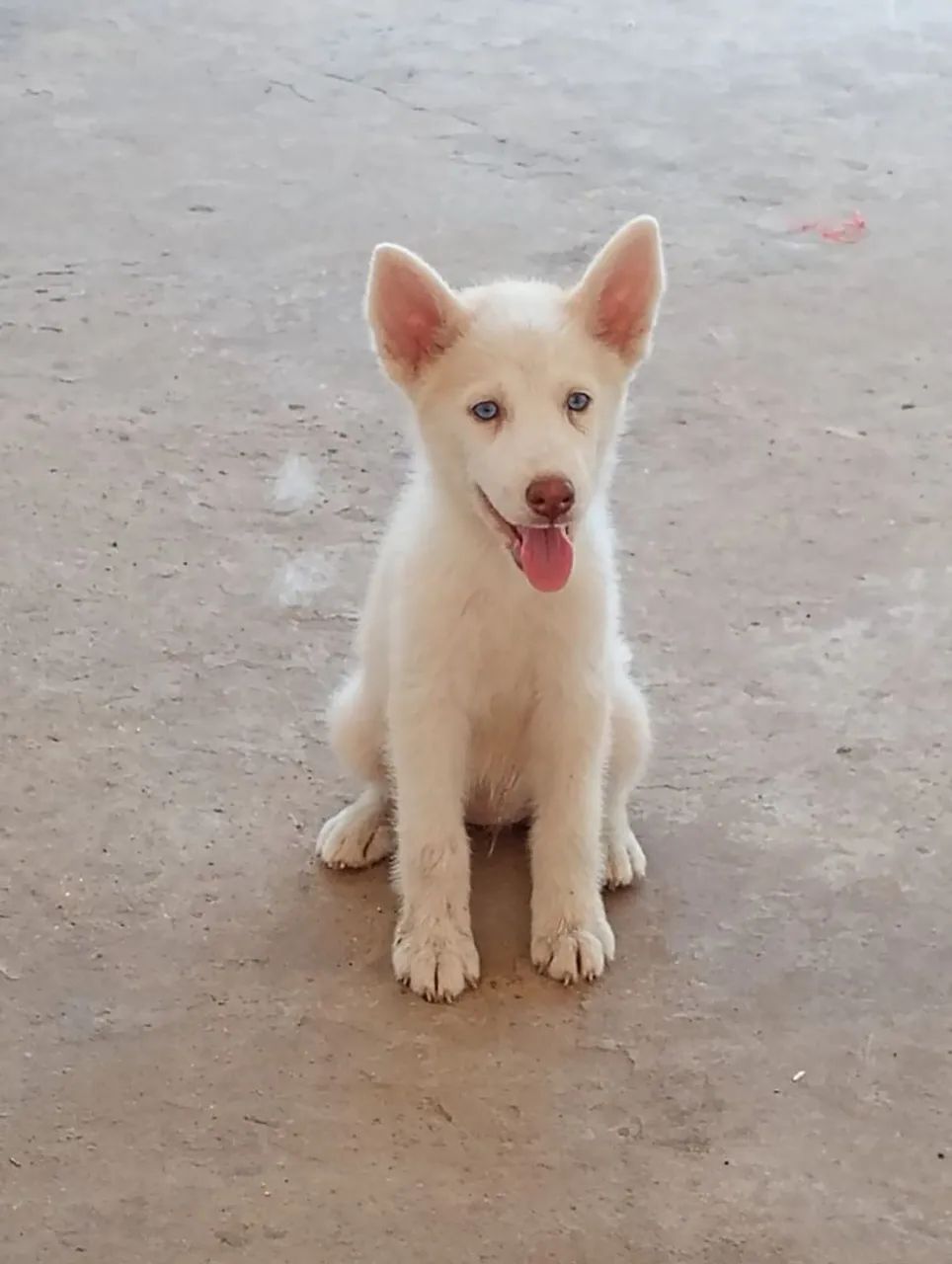Husky siberiano Cachorros Pampulha, Caxias 1448839781 OLX
