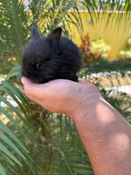 Filhotes de Mini lion a venda.  - Foto 3