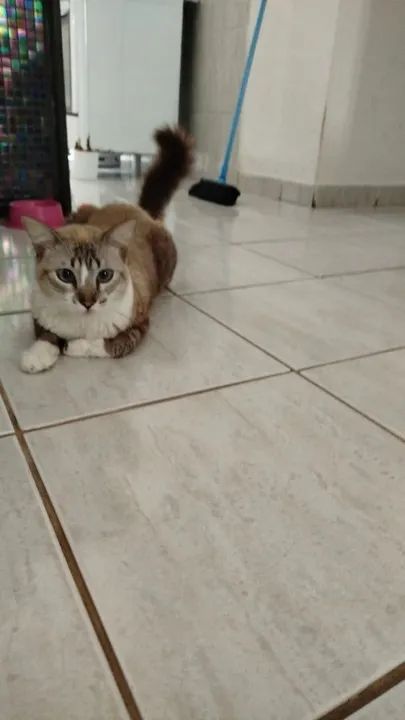 Gato Persa disponível para adoção