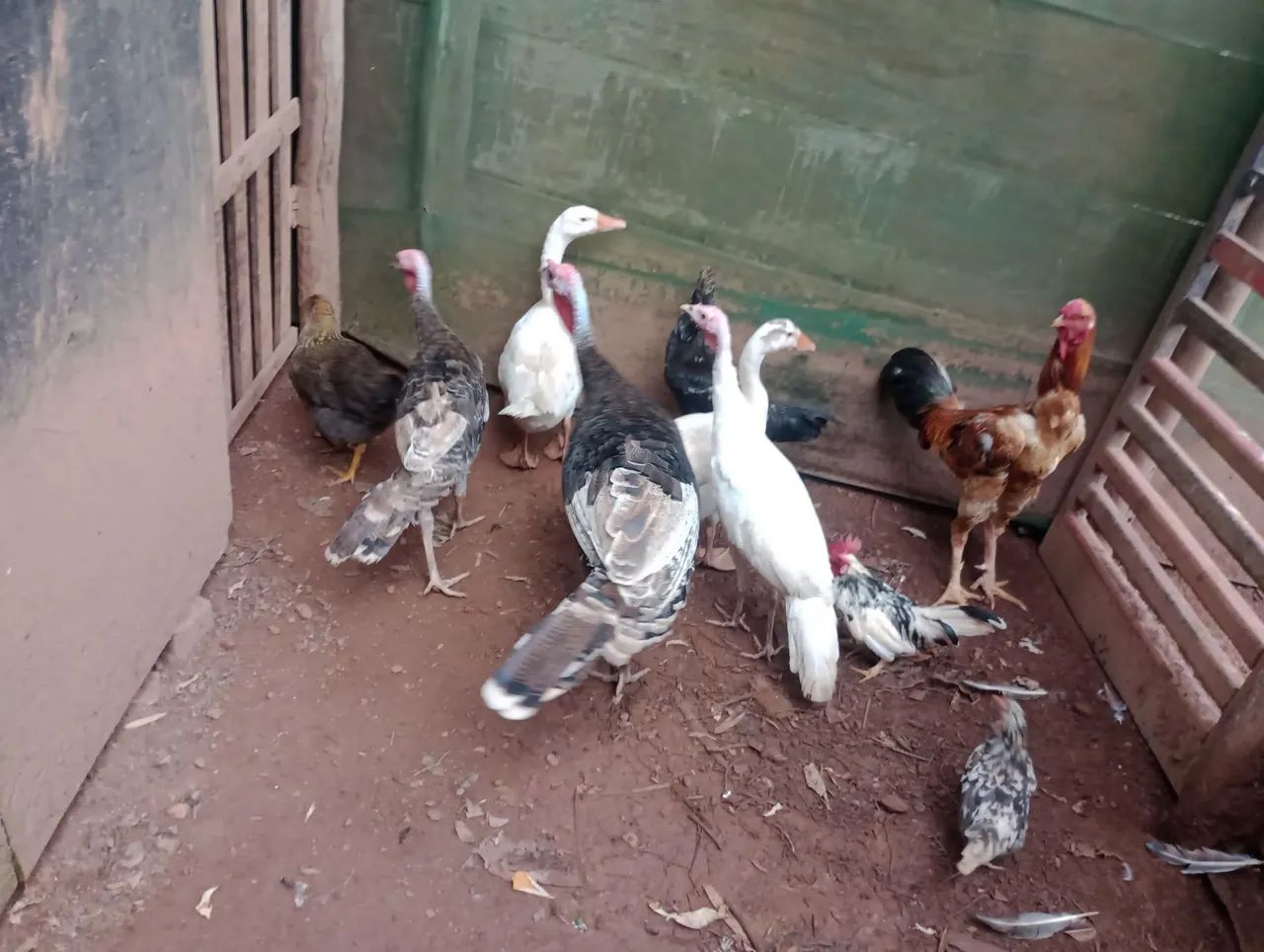 Frangos e Peruas para venda - Foto 3