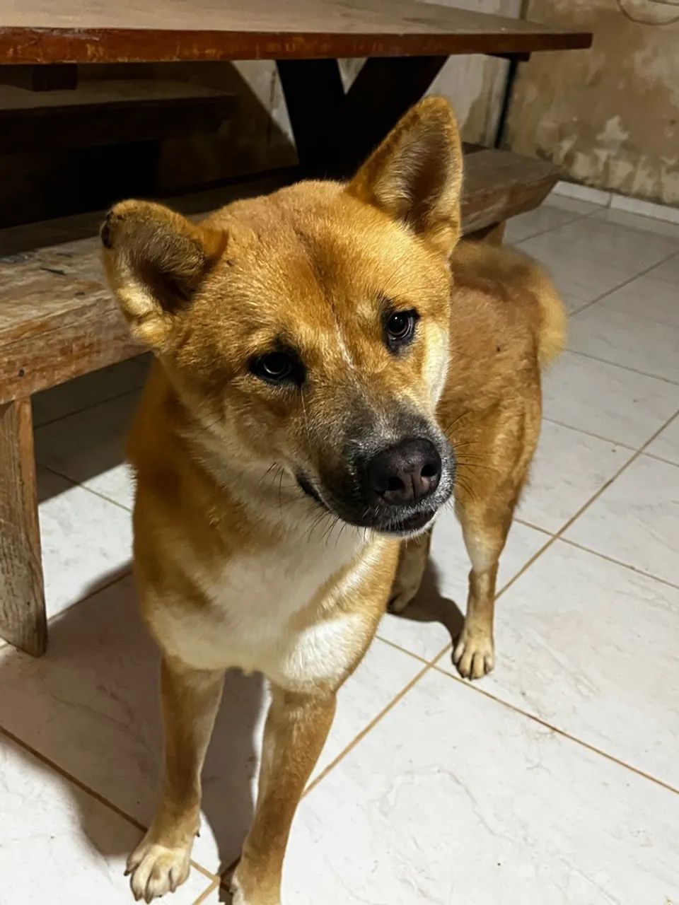 Cachorro lindo para adoção