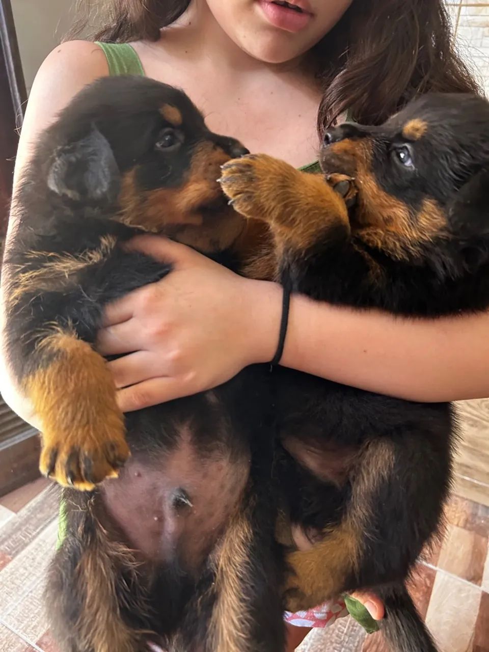 filhotes Rottweiler