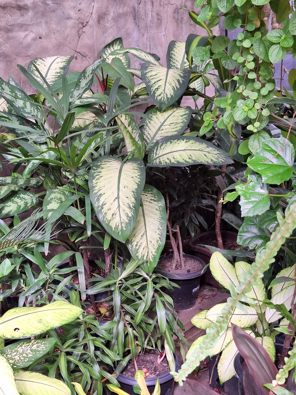 Plantas