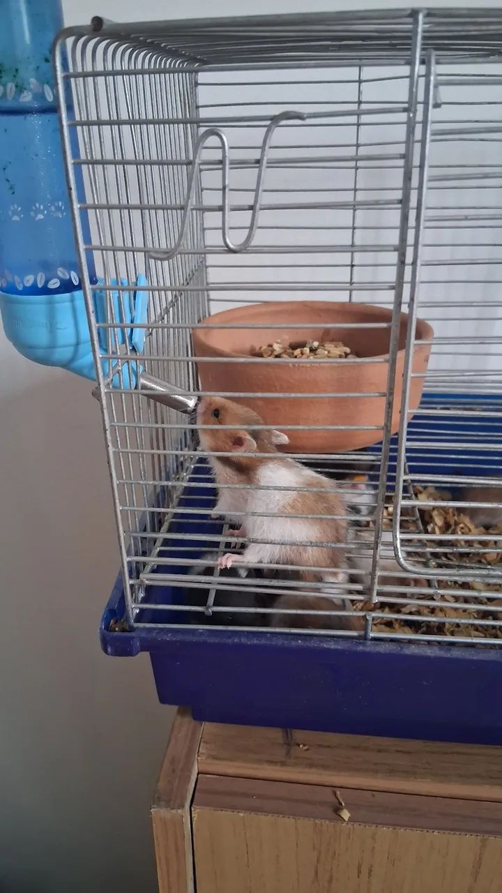 Hamster Sírio (filhotes)