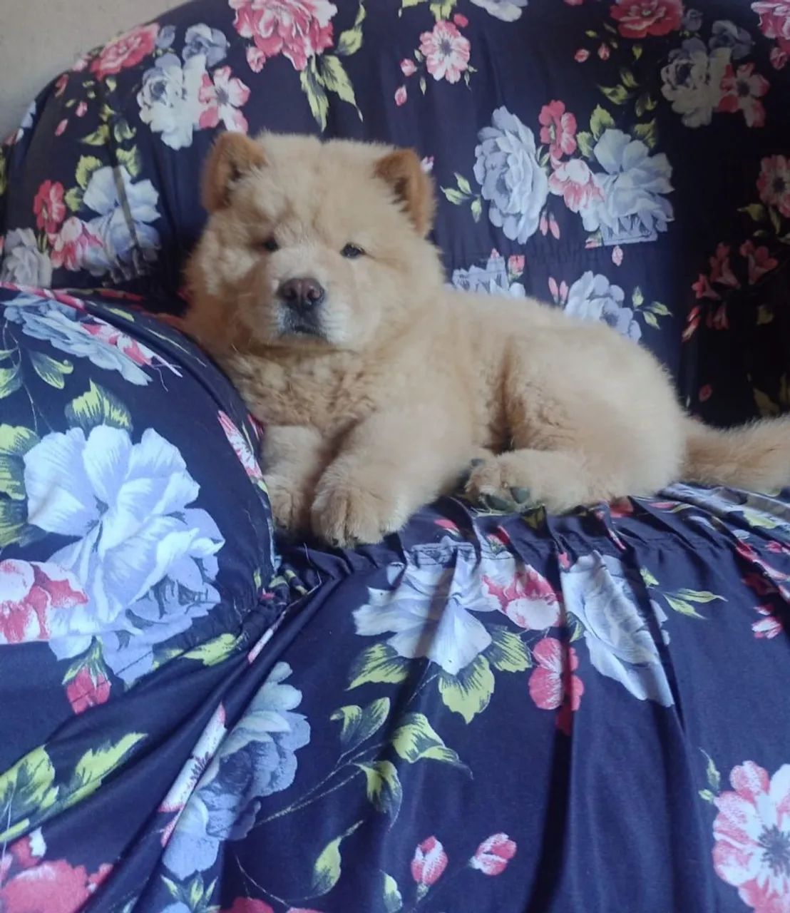 Filhote Chow-Chow