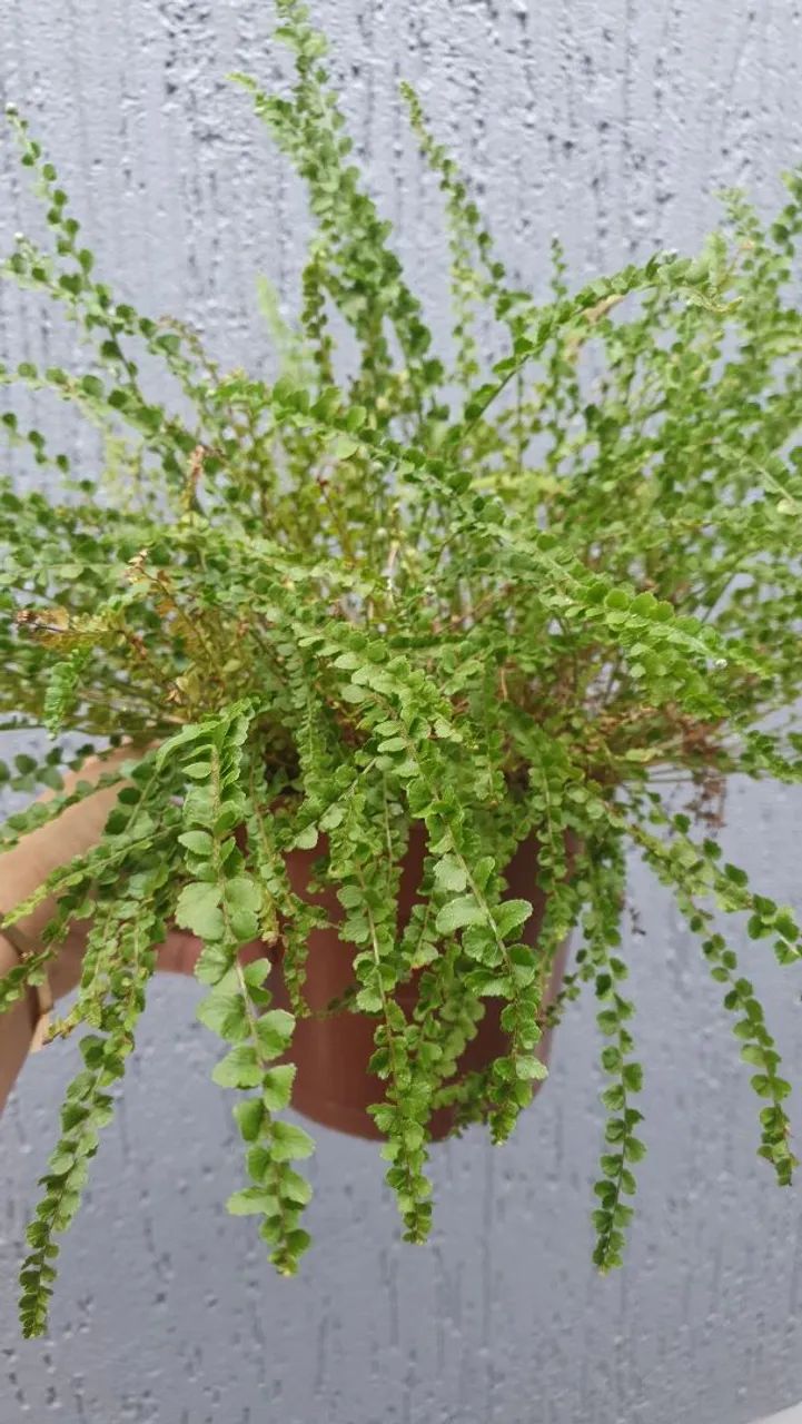 Plantas diversas  - Foto 2