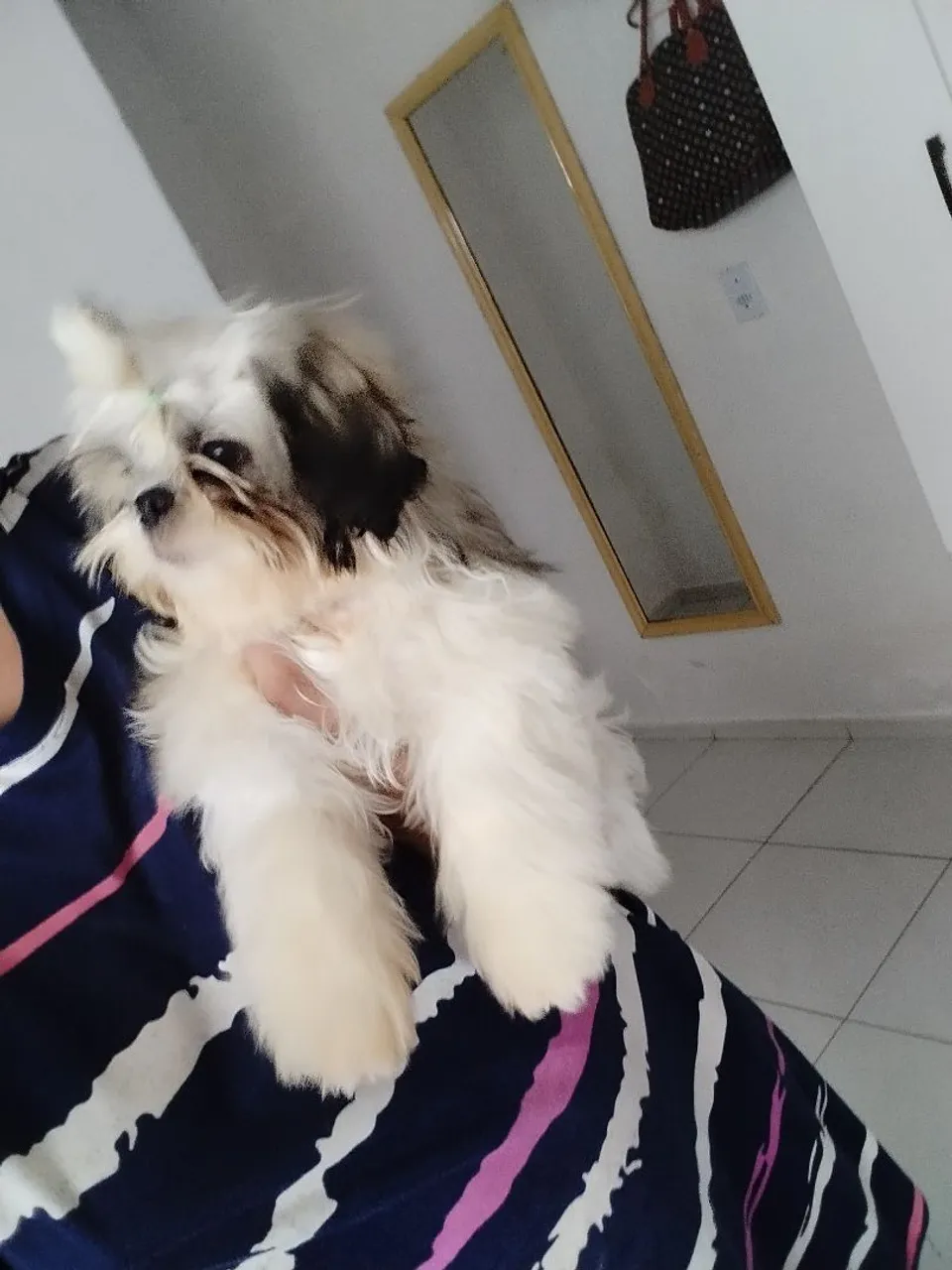 Shih Tzu filhote para avenda