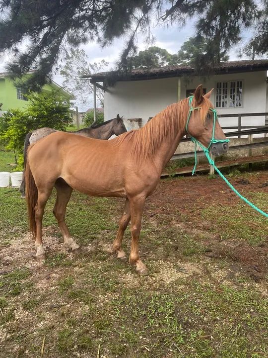 Cavalo pra rolo  - Foto 3