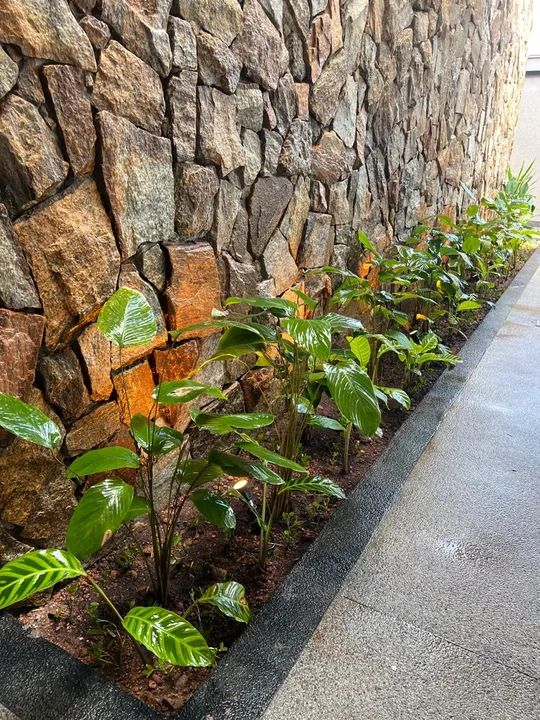 Paisagista revitalização de jardins - Foto 2