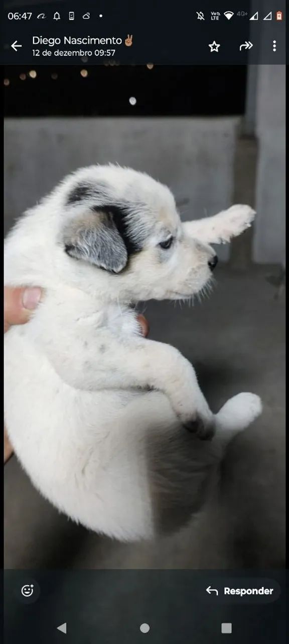 Doa-se filhotes blueheller. 