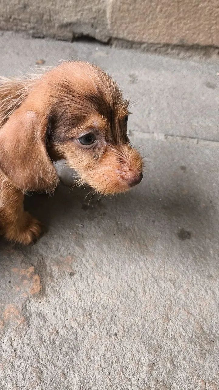 Filhote de Teckel dachshund Basset peludo anao - Foto 4