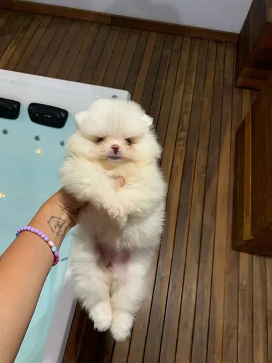 Lulu da pomerania branquinha - super carinhosa  