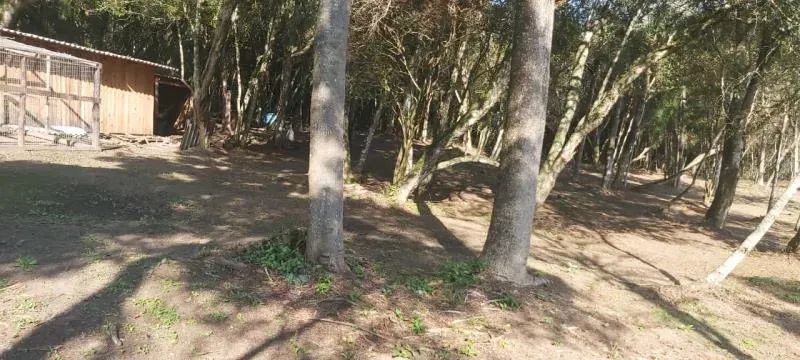 Velleda oferece magnífico sítio com açude próximo ao centro de Viamão - Foto 13