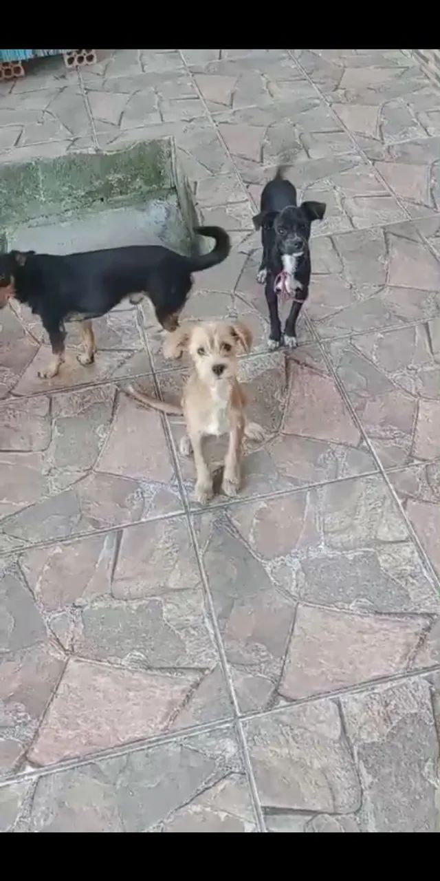 Filhotes de cachorro para adoção - Foto 2