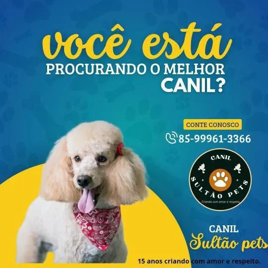 Canil Sultão Pets - Filhotes de Poodle - Foto 3